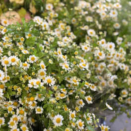 Camomile (Feverfew Daisies Bunch - Flower Market
