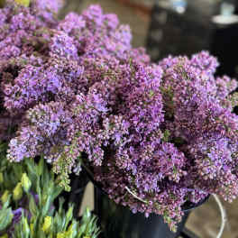 Lilac - Flower Market