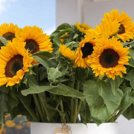 Bouquet of yellow sunflowers in a white container