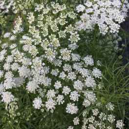 White Queen Anne's lace flowers with feathery green foliage