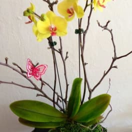 Yellow orchids arranged with branches in a vase