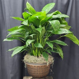Large green potted plant in a woven basket planter