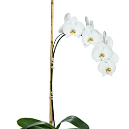 Potted white orchid with a tall bamboo stake in a clear glass vase filled with pebbles.