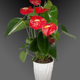 Potted anthurium plant with red flowers in a white container