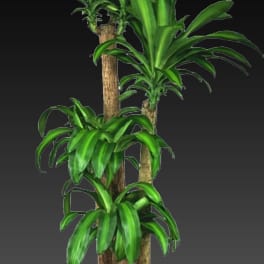 Dracaena tree