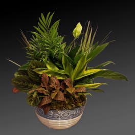 Potted tropical foliage arrangement with a decorative ceramic container