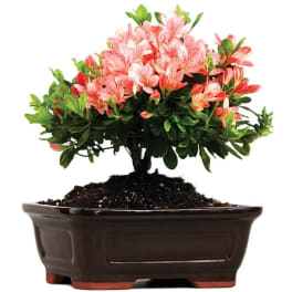 Pink flowering plant in a dark rectangular pot