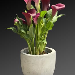 Purple calla lilies in a gray pot