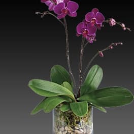 Purple orchid plant in a glass vase with pebbles