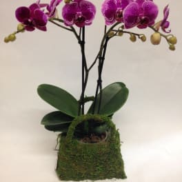 Two purple orchids in a moss-covered planter