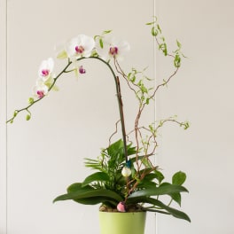 White orchids in a lime green pot with decorative branches