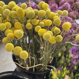 Yellow billy balls in a black bucket with purple flowers behind