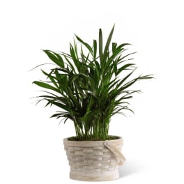 The FTD Deeply Adored Palm Planter