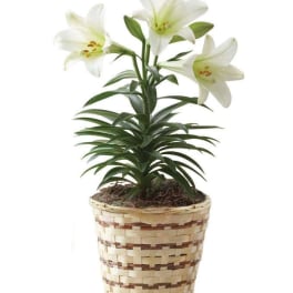 Easter Lily Plant