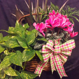 Pink cyclamen in a wicker basket with a plaid bow and trailing pothos