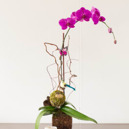 Magenta orchid arrangement in a square glass vase with decorative branches and bird accents