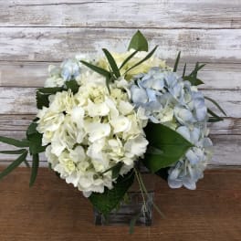 White and pale blue hydrangea arrangement in a clear square vase