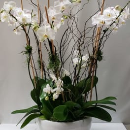 White orchids arranged in a white bowl with tall branches