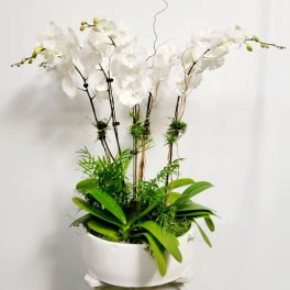 White orchids in a white planter with green foliage