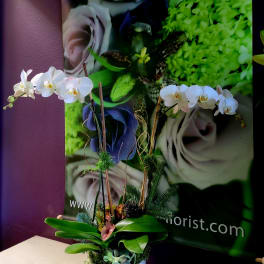 White orchids arranged in a white pot with succulents
