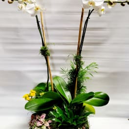 White orchids in a wooden planter with assorted foliage and stones