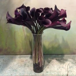Dark purple calla lilies arranged in a clear glass vase