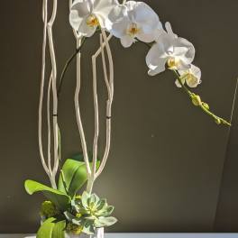 White orchid arrangement in a white textured pot with succulents