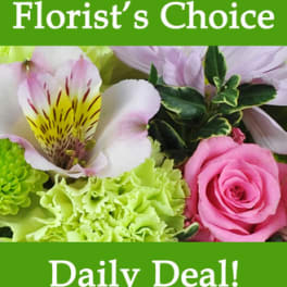 Florist Choice Daily Deal