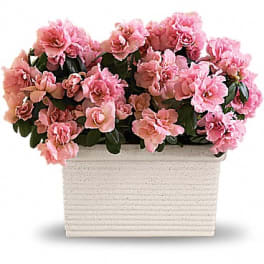 Pink carnations arranged in a rectangular white planter