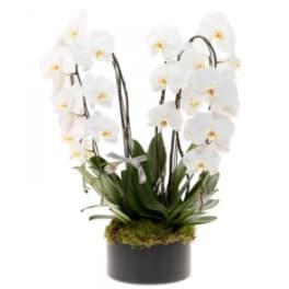 White orchid plant in a black pot with moss top dressing