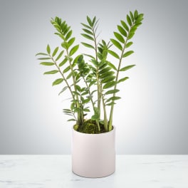 ZZ Plant by citywide florist nyc