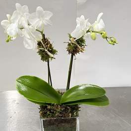 White orchid plant in a clear square vase with moss