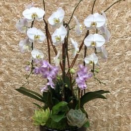White and lavender orchids arranged in a black vase with succulents