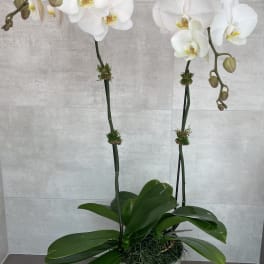 White orchid plant in a white pot