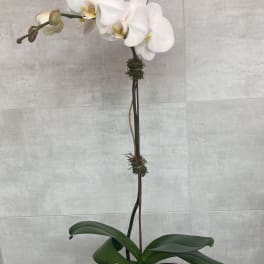 White orchid plant in a white pot with a tall stem and broad green leaves