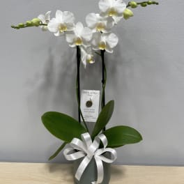 White orchid plant in a gray pot with a white ribbon bow