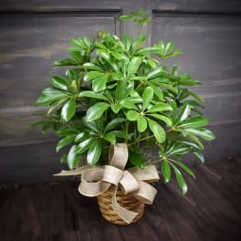 Potted green houseplant in a wicker basket with a burlap bow