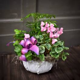 Pink cyclamen and purple calla lilies in a white planter