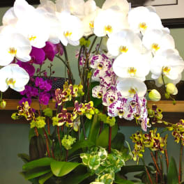 Arrangement of white and purple orchids in a dark pot