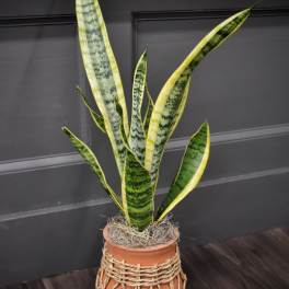 Potted snake plant in a terracotta pot wrapped with rope