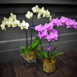 Two potted orchid arrangements with white and pink blooms
