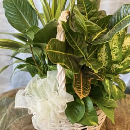 Mixed green houseplants in a white wicker basket with a white bow
