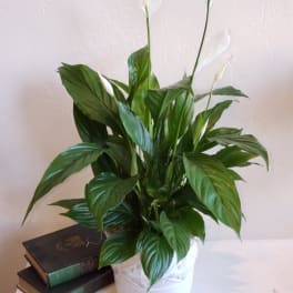 Potted peace lily with white blooms on a table