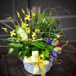 Yellow orchid arrangement in a white container with a yellow ribbon and butterfly accents