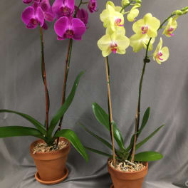 Two potted orchids with purple and yellow blooms