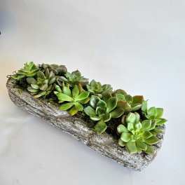 Succulents arranged in a rustic log planter