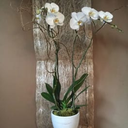 White orchid plant in a white pedestal pot