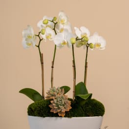 White orchids in a white planter with moss and succulents