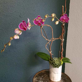 Purple orchids in a white vase with a succulent accent