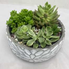 Succulent arrangement in a textured gray planter